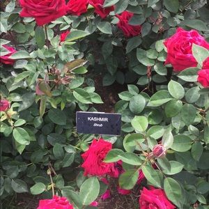 Meet your Posher, Caroline